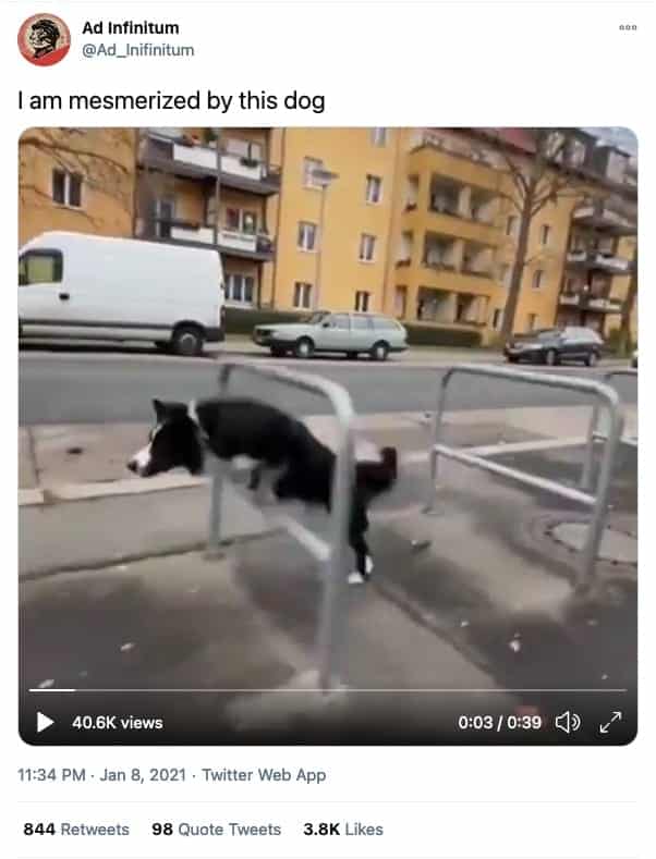 screenshot of a tweet by @Ad_Infinitum that reads, "I am mesmerized by this dog" with a video of a border collie repeatedly jumping through steel hurdles on a sidewalk for forty seconds