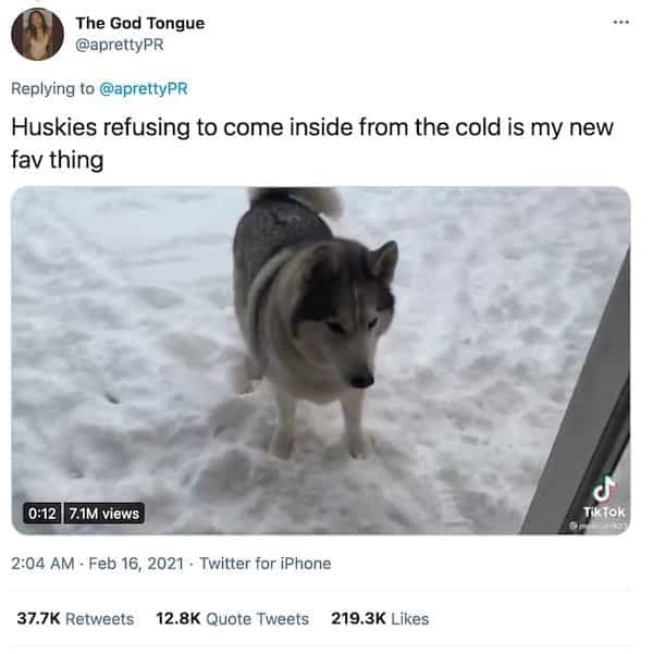 screenshot of tweet with video from @aprettyPR that reads "Huskies refusing to come inside from the cold is my new fav thing"