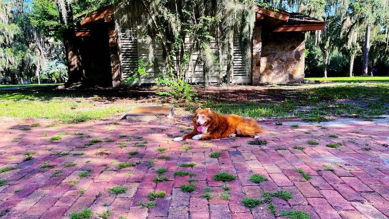 a red Australian shepherd dog sitting on a brick lined path which has plants growing between bricks. In the background is a stone building and trees