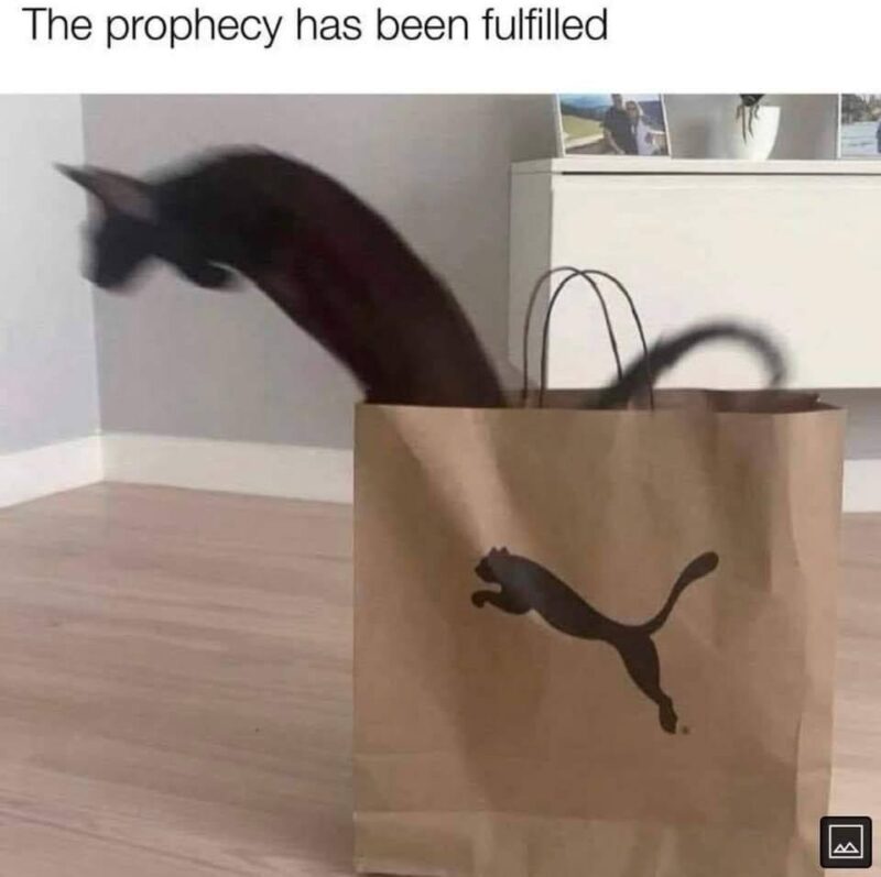 A picture of a black cat leaping out of a Puma bag, showing the cat in a similar position to the logo on the bag. Text in the image reads, "The prophecy has been fulfilled"